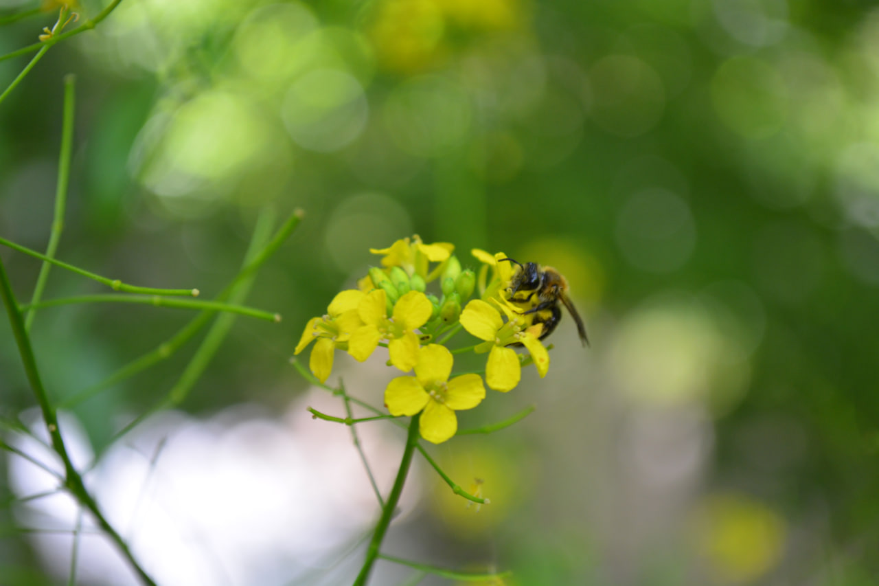 کشاورزی و طبیعت روستای دهبار