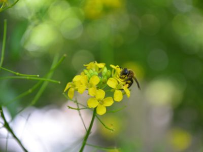 کشاورزی و طبیعت روستای دهبار